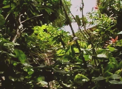 Gay Island Scene-2_two Muscular Gay Men Fucking Hard in the Jungle