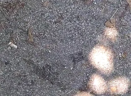 Seaside Sex