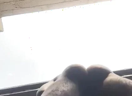 Doggy Bareback Below View