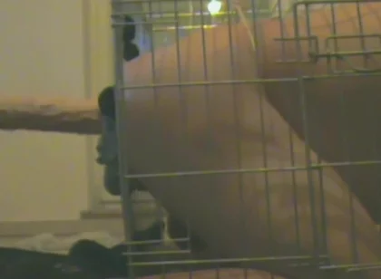 Slave in Cage Gets Anal Used