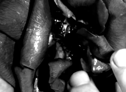 Hand Fetish - My Hands Destroying Flowers and Fruit