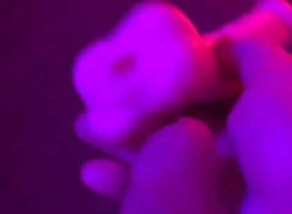 Fun Toy Play