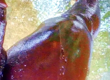 A Huge Dick Ready for Your Ass and Pussy