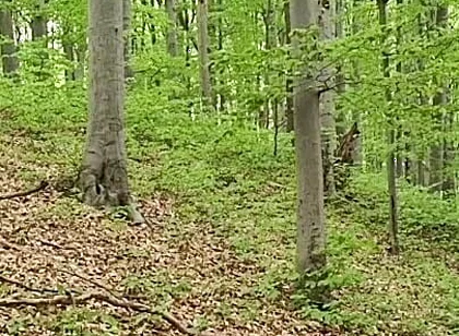 I Chase Him Through the Leaves