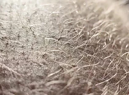 Ginger Fur
