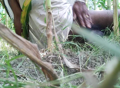 The Village Boy Went to the Cornfield and Hit Him Hard