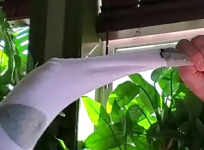 Bear Jerks off in White Sox with Some Help From BBC