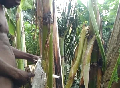 Man All Alone in the Forest and Make the Plantain Tree Is Wife and Fuck on It