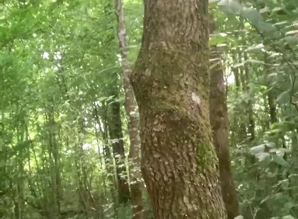 Once Again in the Forest