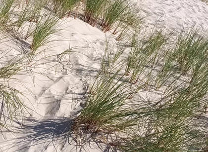 Hot Dilf Nude Beach Big Cock Showing off in the Dunes - Rockardglans