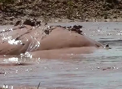 Deep, Creamy Brown Mud Bath in a Sand Pit