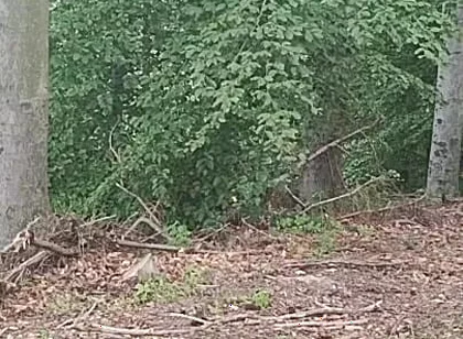 Forest Exhibition: a Banished Bird in a Beech Forest