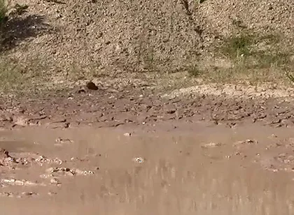A Great Mud Adventure