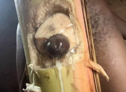 Best Plantain Tree Fucking Cumin Amateur