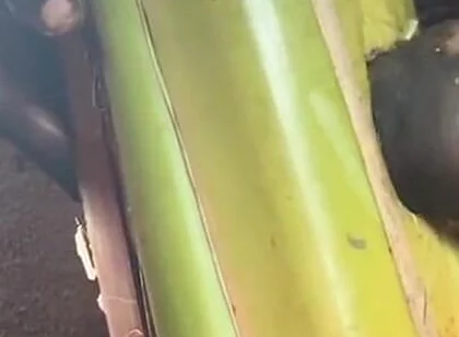 Best Plantain Tree Fucking Cumin Amateur