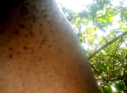 Travel bush