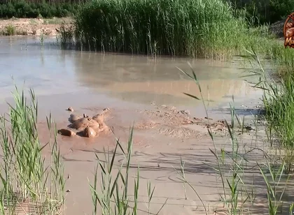 A Short Exploration of a New Mud Lake