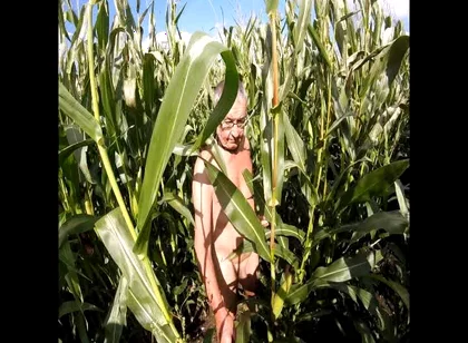 Maize Walk