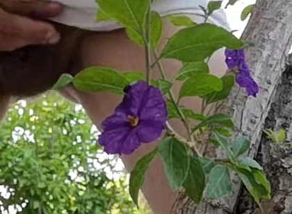 Watch Me Jerking off Outdoors While Hiding Behind a Tree