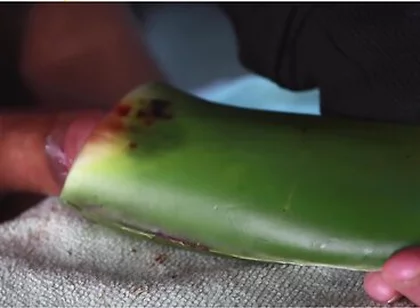 Jerking Off With Aloe Vera Ultil I Nut A Thick Load