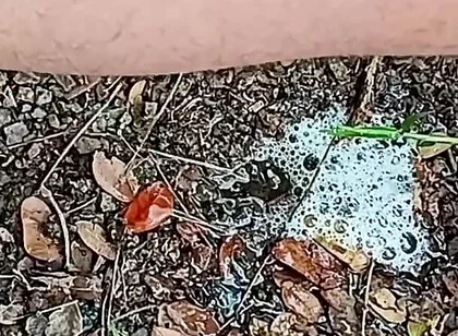 Compilation Pisses Urine by Master David